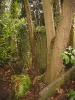 Cimetière du Dieweg, Uccle, Bruxelles, 2006