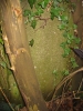 MOYSE Lucien, cimetière juif à Uccle-Bruxelles 