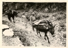 Einheimische holen Holz mit zwei Esel, Bulgarien, historische Fotografie, 1960-1970
