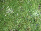 Jüdischer Friedhof, Gauting