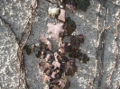 Gauting-kommunaler Friedhof_3