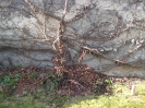 Gauting-kommunaler Friedhof_4