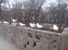 Möwen an der Maximiliansbrücke in München, fotografiert am 19.12.2008