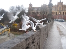 Möwen an der Maximiliansbrücke in München, fotografiert am 19.12.2008