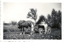 Kinder mit Pferd und Pferdekarren auf Blumenwiese, Historische Fotographie (Badenia Fotohaus) - Eine Jugend in Deutschland, 1937