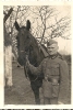 Uniformierter Mann mit Pferd, historische Fotografie