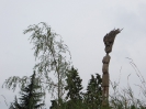 Holzfigur von Thomas Hochstrasser, Reussufer, Gebenstorf, Aargau