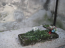 Radovljica, Slovenien, Gemeindefriedhof