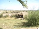 Parc naturel des marais de l'Île Christine, 2008