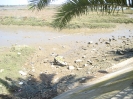 Der Naturpark Marismas de Isla Cristina mit seine vielfältige Pflanzenart und eine spannende Vogelwelt, 2008