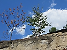 Hradebni-Straße, Krumau - Street Art (Straßenkunst)